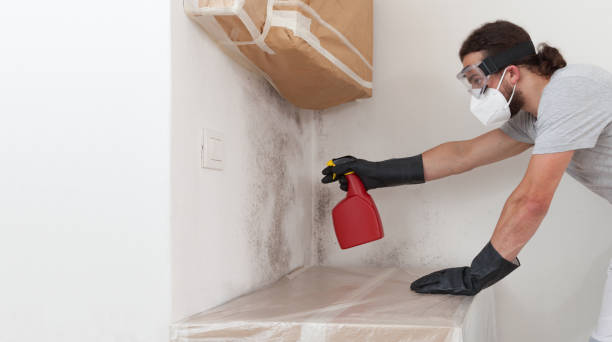 Professional Black Mold Removal technician working in Lexington, MA
