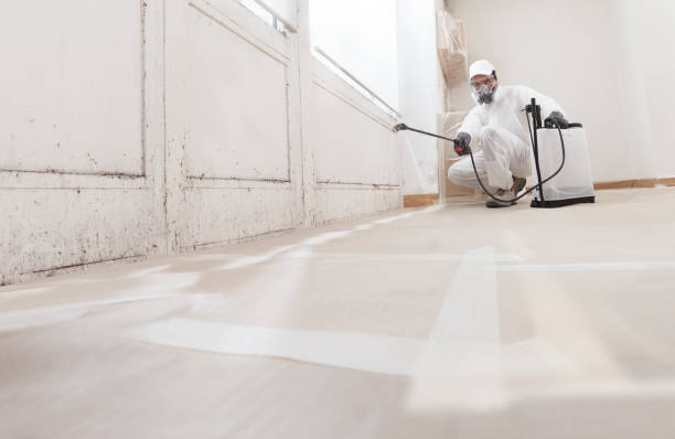 24/7 Emergency Black Mold Removal experts in Lexington, MA